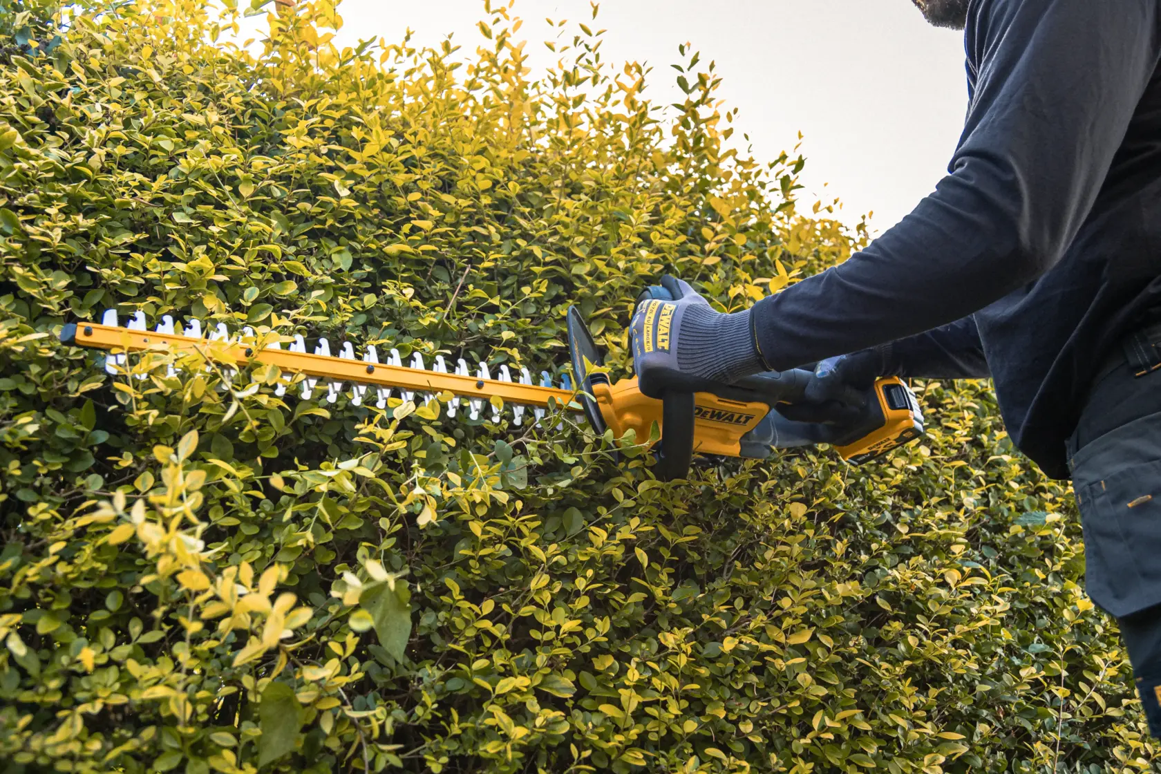 Person trims hedge with yellow DEWALT cordless hedge trimmer outdoors.